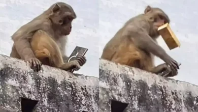monkey-steals-samsung-S25-hacktechmedia-prince-brave.