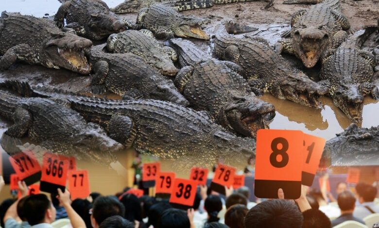 China-court-auction-100-tonnes-live-crocodile-hacktechnews-prince-barve