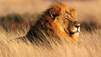 national-park-asiatic-lion-hacktechnews