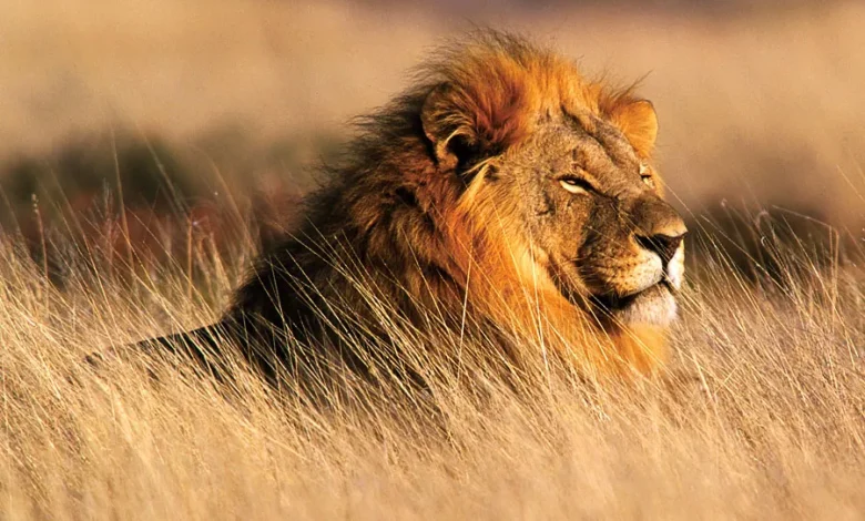 national-park-asiatic-lion-hacktechnews
