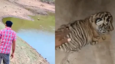 videos-of-men-walking-in-front-of-tiger-hacktechnews